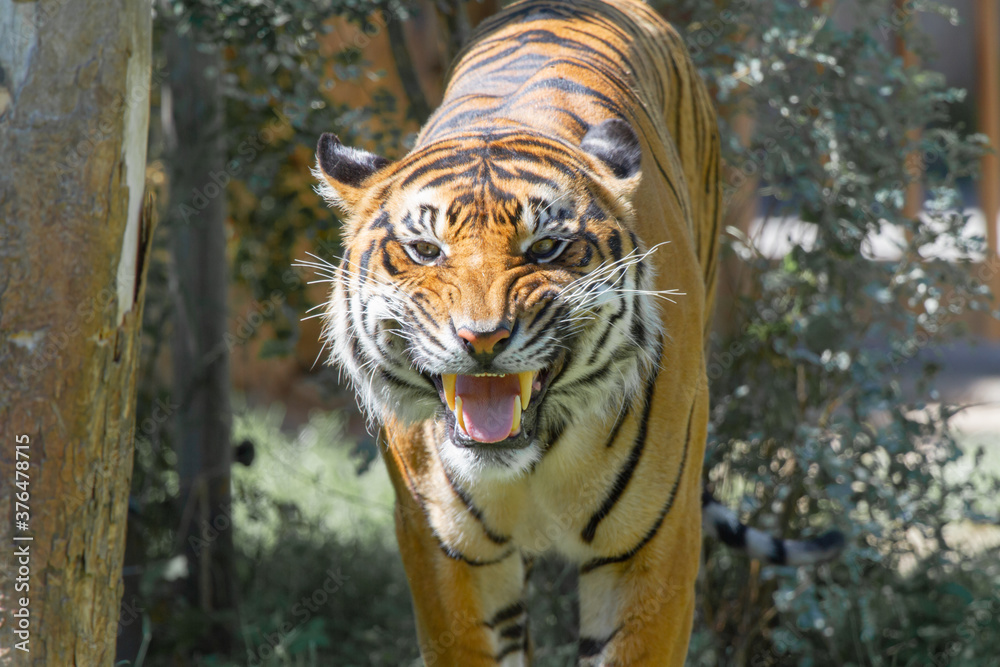 Obraz premium tiger in the wild