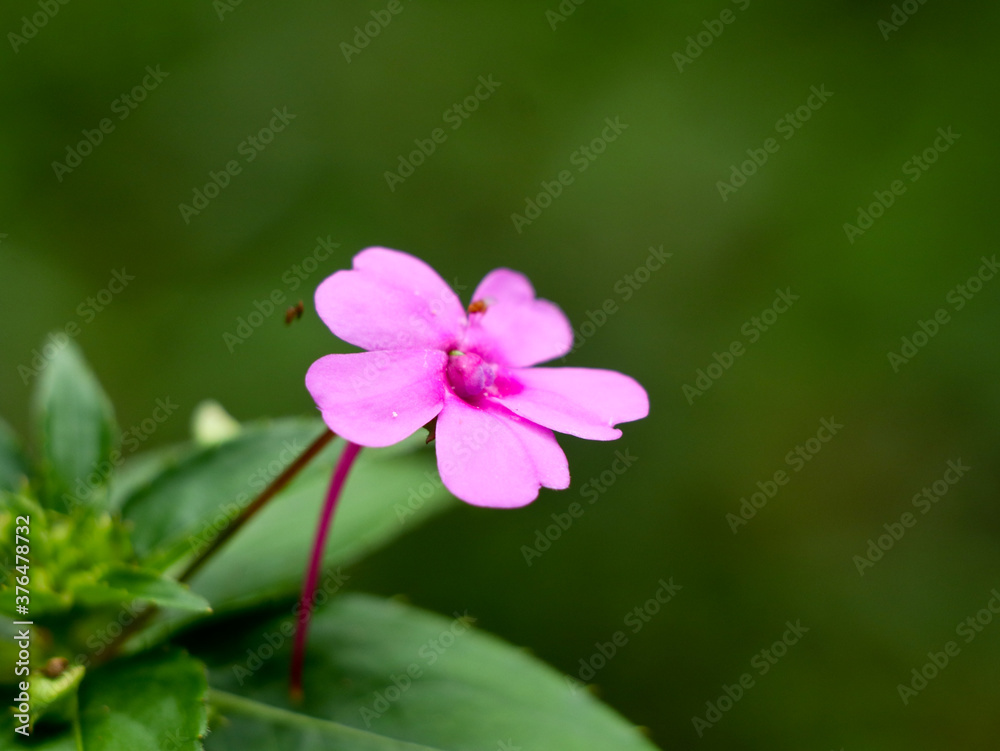 Light pink color impatiens or busy lizzie flower