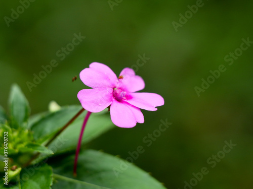 Light pink color impatiens or busy lizzie flower