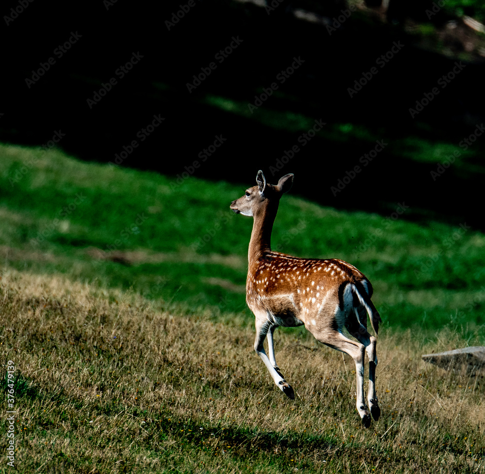deer in the forest deer in the forest