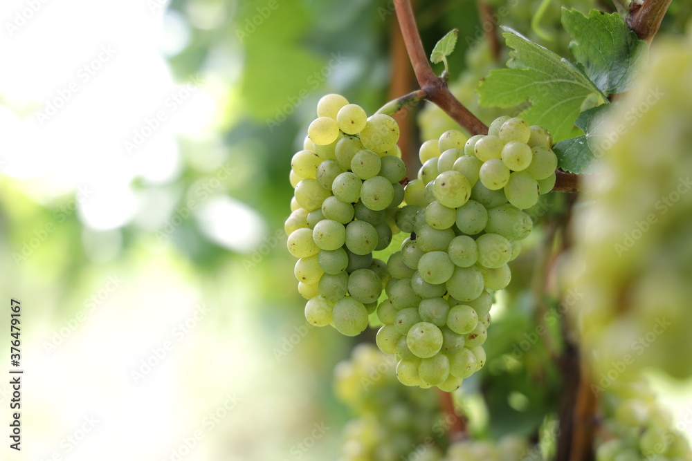Weiße Trauben in einem Weinberg im Süden Wiens.
Trauben können frisch als Tafeltrauben gegessen oder zur Herstellung von Wein, Marmelade, Traubensaft, Gelee, Traubenkernextrakt, Rosinen, Essig uä