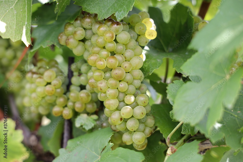 Weiße Trauben in einem Weinberg im Süden Wiens.
Trauben können frisch als Tafeltrauben gegessen oder zur Herstellung von Wein, Marmelade, Traubensaft, Gelee, Traubenkernextrakt, Rosinen, Essig uä Weiße Trauben in einem Weinberg im Süden Wiens.
Trauben können frisch als Tafeltrauben gegessen oder zur Herstellung von Wein, Marmelade, Traubensaft, Gelee, Traubenkernextrakt, Rosinen, Essig uä