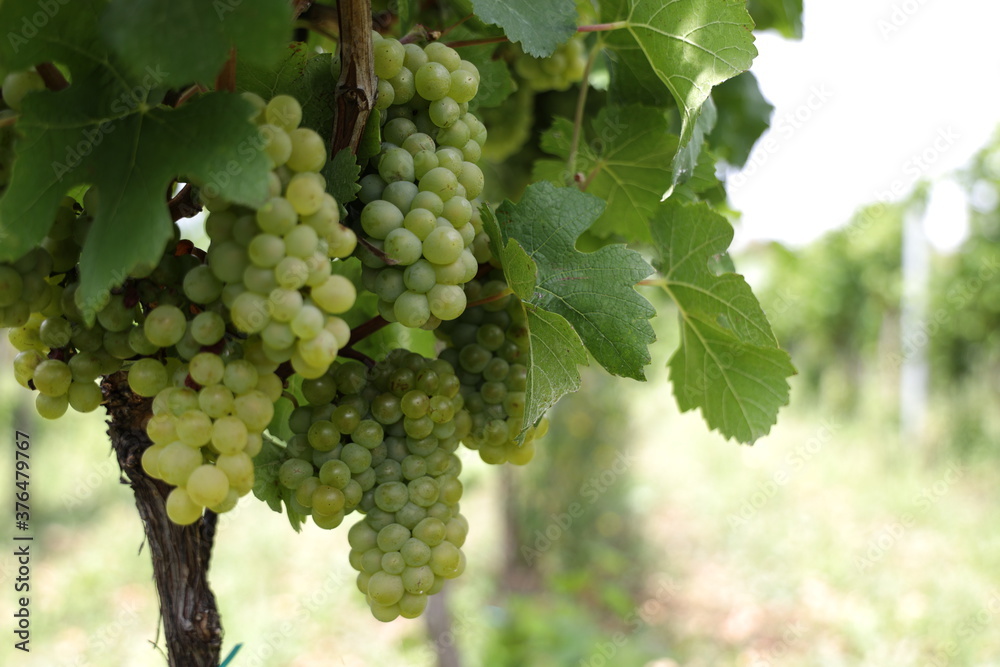 Weiße Trauben in einem Weinberg im Süden Wiens.
Trauben können frisch als Tafeltrauben gegessen oder zur Herstellung von Wein, Marmelade, Traubensaft, Gelee, Traubenkernextrakt, Rosinen, Essig uä Weiße Trauben in einem Weinberg im Süden Wiens.
Trauben können frisch als Tafeltrauben gegessen oder zur Herstellung von Wein, Marmelade, Traubensaft, Gelee, Traubenkernextrakt, Rosinen, Essig uä
