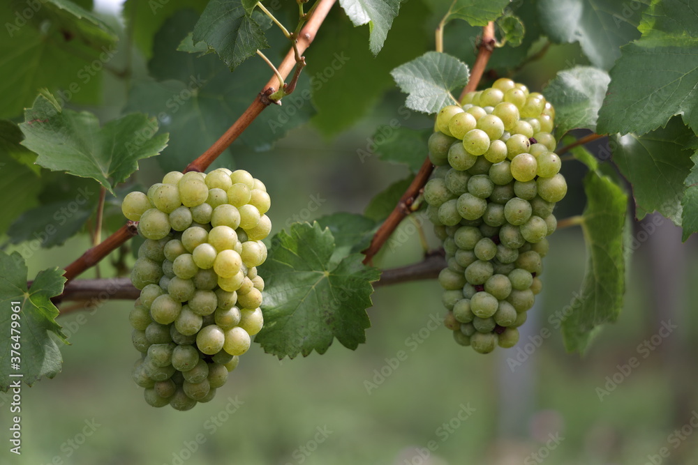 Weiße Trauben in einem Weinberg im Süden Wiens.
Trauben können frisch als Tafeltrauben gegessen oder zur Herstellung von Wein, Marmelade, Traubensaft, Gelee, Traubenkernextrakt, Rosinen, Essig uä