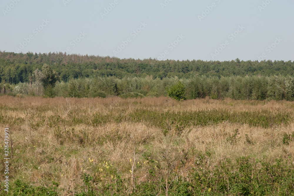 Obraz premium reeds on the bank of lake