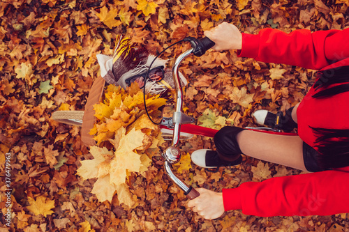 Fototapeta Naklejka Na Ścianę i Meble -  red vintage bike with a basket in the autumn forest