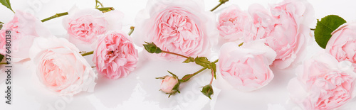 Fototapeta Naklejka Na Ścianę i Meble -  Romantic banner, delicate pink roses flowers close-up. Fragrant pink petals