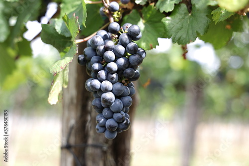 Rote Weintrauben in einem Weinberg im Süden Wiens. Trauben können frisch als Tafeltrauben gegessen oder zur Herstellung von Wein, Marmelade, Traubensaft, Gelee, Traubenkernextrakt, Rosinen und Essig.