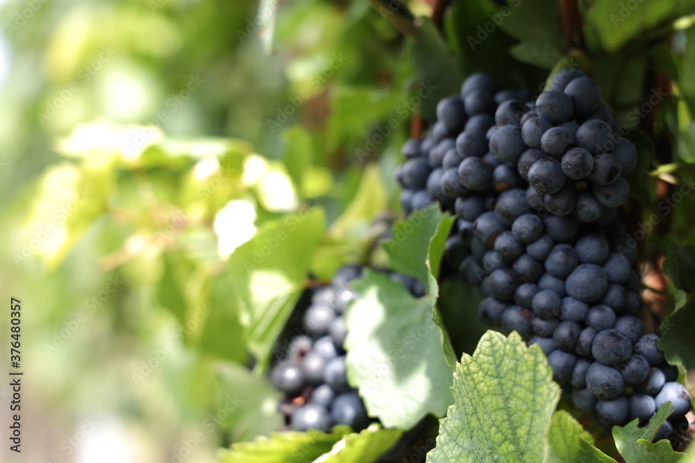 Rote Weintrauben in einem Weinberg im Süden Wiens.
Trauben können frisch als Tafeltrauben gegessen oder zur Herstellung von Wein, Marmelade, Traubensaft, Gelee, Traubenkernextrakt, Rosinen und Essig.