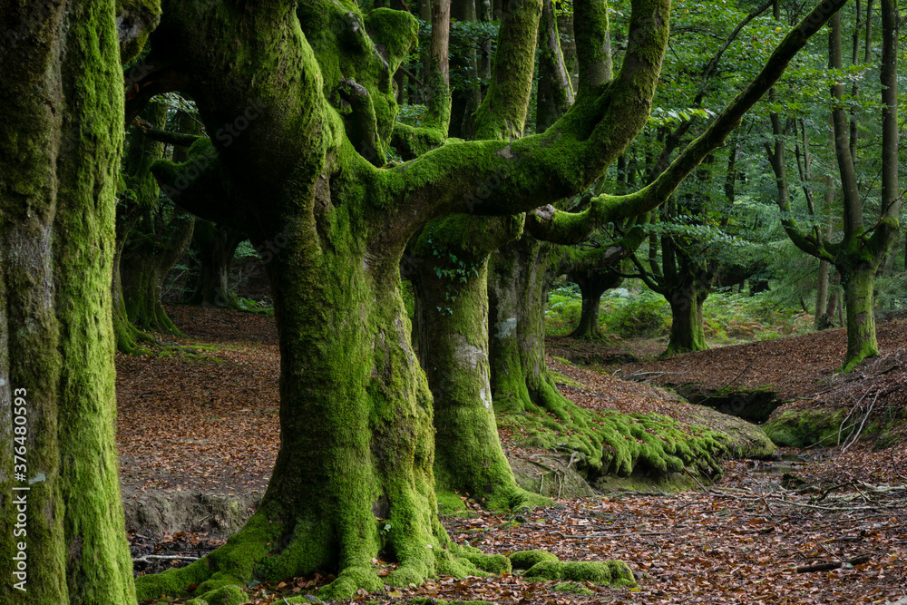Obraz premium Hayedo de Otzarreta, fagus Sylvatica,parque natural Gorbeia,Alava- Vizcaya, Euzkadi, Spain