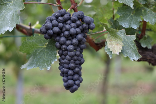 Wallpaper Mural Rote Weintrauben in einem Weinberg im Süden Wiens.
Trauben können frisch als Tafeltrauben gegessen oder zur Herstellung von Wein, Marmelade, Traubensaft, Gelee, Traubenkernextrakt, Rosinen und Essig. Torontodigital.ca