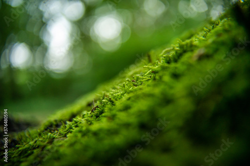 Green moss pattern on a tree with narrow depth of field and bokeh balls