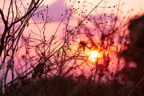 Sunset in the autumn grasses. Silhouettes of inflorescences, dry grass, flowers on the background of a bright red sky. Sun disc, rays, meadow plants in sunlight. Beautiful autumn romantic background