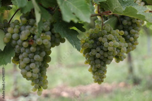 Wallpaper Mural Weiße Trauben in einem Weinberg im Süden Wiens.
Trauben können frisch als Tafeltrauben gegessen oder zur Herstellung von Wein, Marmelade, Traubensaft, Gelee, Traubenkernextrakt, Rosinen, Essig uä Torontodigital.ca