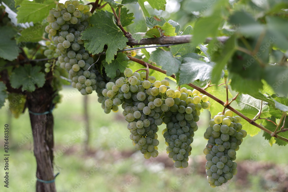 Weiße Trauben in einem Weinberg im Süden Wiens.
Trauben können frisch als Tafeltrauben gegessen oder zur Herstellung von Wein, Marmelade, Traubensaft, Gelee, Traubenkernextrakt, Rosinen, Essig uä