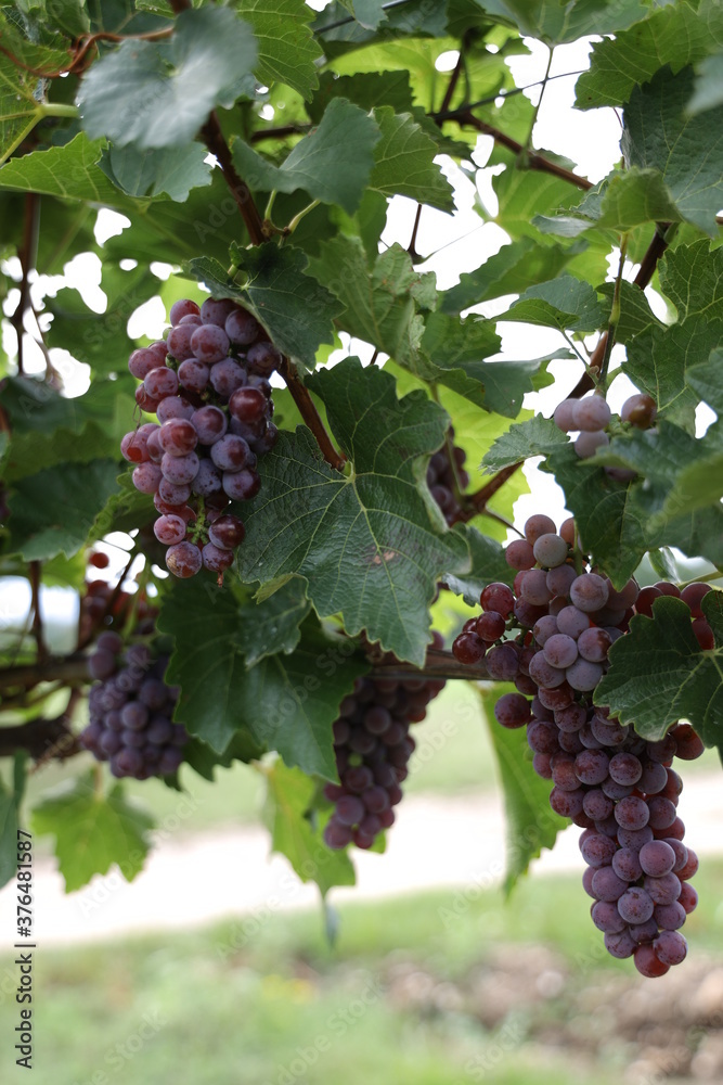 Rote Weintrauben in einem Weinberg im Süden Wiens.
Trauben können frisch als Tafeltrauben gegessen oder zur Herstellung von Wein, Marmelade, Traubensaft, Gelee, Traubenkernextrakt, Rosinen und Essig.
