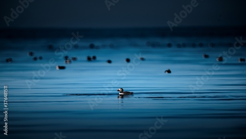 Fototapeta Naklejka Na Ścianę i Meble -  puffin