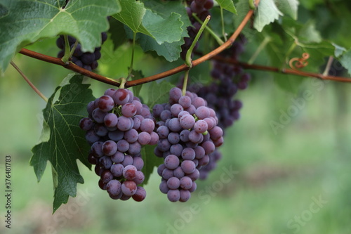 Wallpaper Mural Rote Weintrauben in einem Weinberg im Süden Wiens.
Trauben können frisch als Tafeltrauben gegessen oder zur Herstellung von Wein, Marmelade, Traubensaft, Gelee, Traubenkernextrakt, Rosinen und Essig. Torontodigital.ca