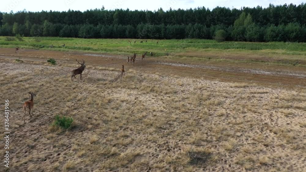 A herd of large red deer runs towards the forest. Herd of young deer runs across the field.
A herd of large red deer runs towards the forest. Herd of young deer runs across the field.