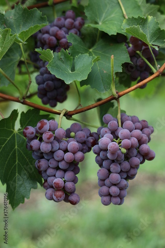 Rote Weintrauben in einem Weinberg im Süden Wiens. Trauben können frisch als Tafeltrauben gegessen oder zur Herstellung von Wein, Marmelade, Traubensaft, Gelee, Traubenkernextrakt, Rosinen und Essig.