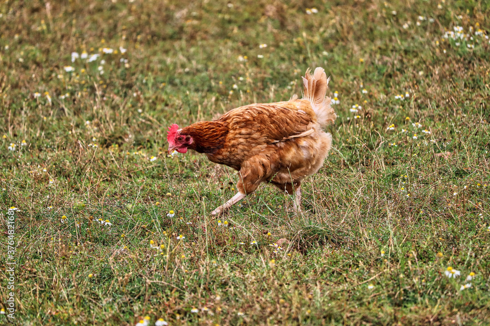 Fototapeta premium Chicken walking in a field