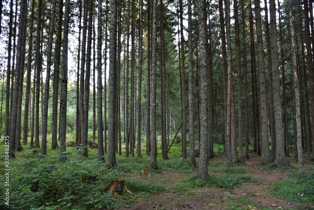 Naklejka premium HDR photography of wild forest