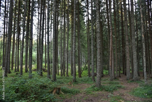 HDR photography of wild forest