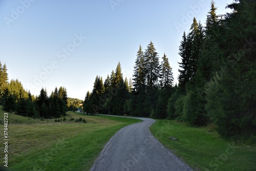 HDR photography of wild forest