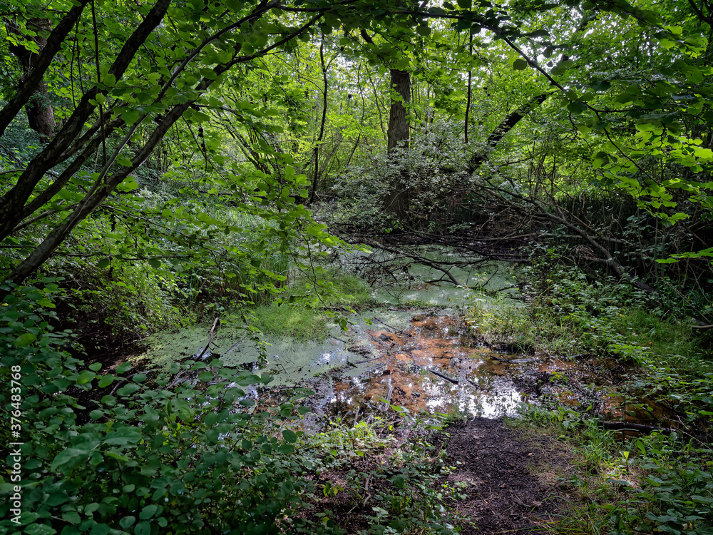 Obraz premium Natural source spring well in Padborg forest at Gendarmstien, Denmark