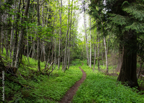 Trail through green forest