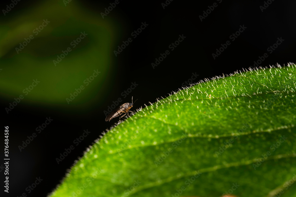 Obraz premium fly on leaf