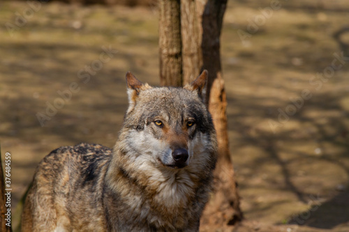  a wild matured wolf we spend the winter in the woods and the waves of nature