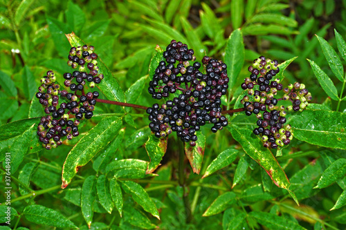 Zwerg-Holunder, Attich, Sambucus ebulus, dwarf elderberry,