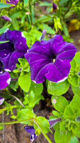 purple flowers in the garden