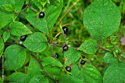 Obraz na płótnie Tollkirsche, Atropa belladonna; dwale, death cherries, banewort