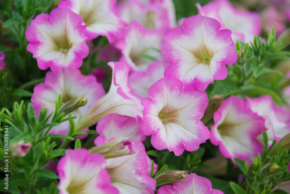 Blurry Petunia, Petunias in the tray,Petunia in the pot Blurry Petunia, Petunias in the tray,Petunia in the pot