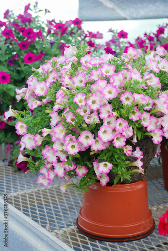 Blurry Petunia, Petunias in the tray,Petunia in the pot