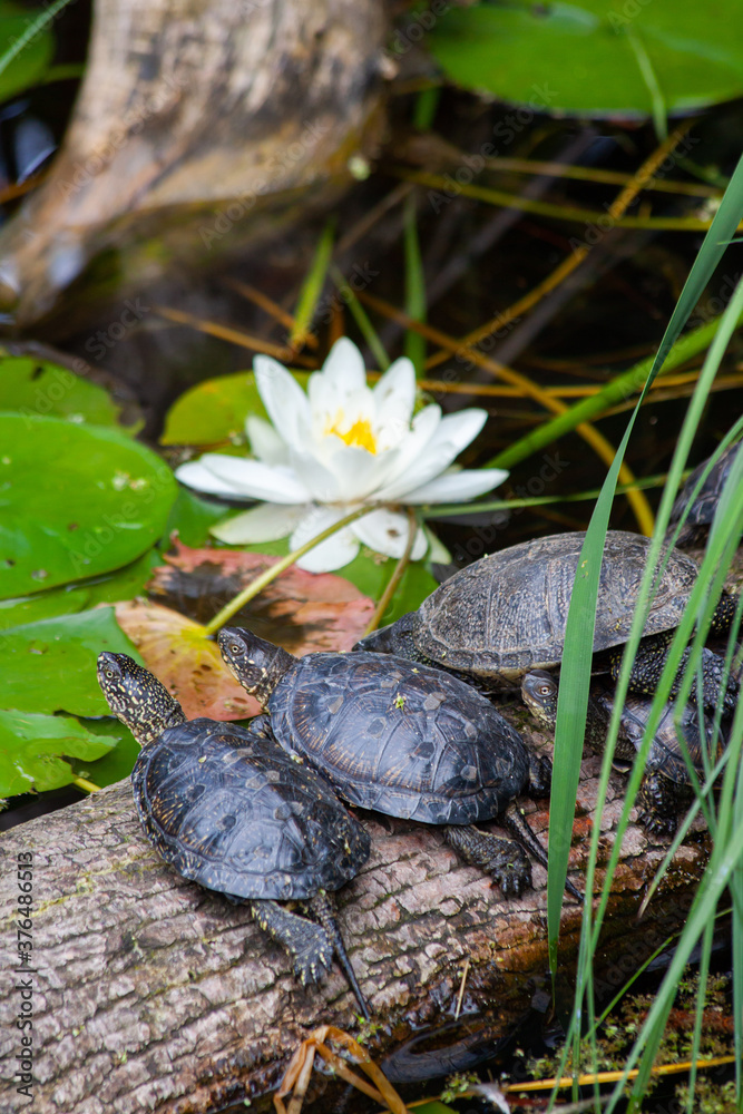 Obraz premium small wild cabbage in the park in nature