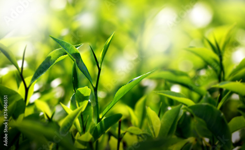 Fototapeta Naklejka Na Ścianę i Meble -  Fresh green tea buds and leaves from a tea garden at India