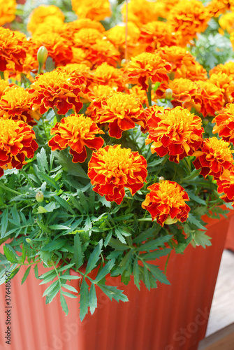 Tagetes patula French marigold in bloom, orange yellow flowers, green leaves © YuiYuize