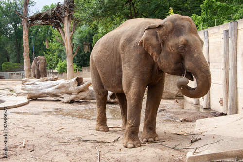 
wild adult elephant outdoors in safari