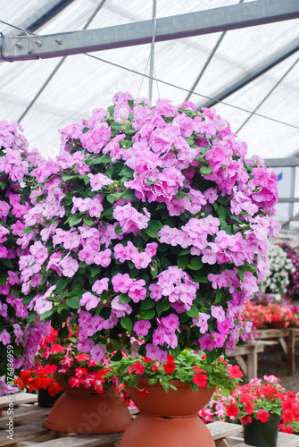 impatiens in potted, scientific name Impatiens walleriana flowers also called Balsam, flower bed of blossoms
