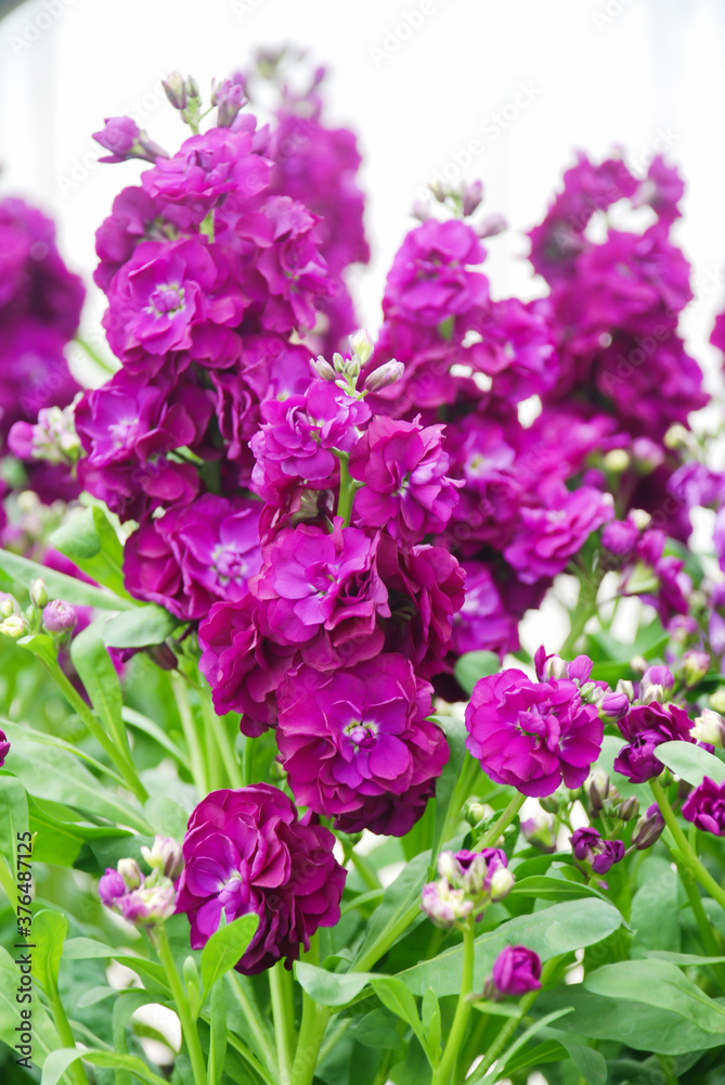 Blurry Matthiola incana flower, stock flowers, cut flowers in the nursery, full bloom