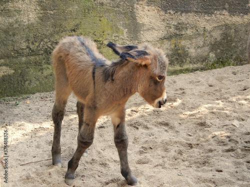 young calf in a field
