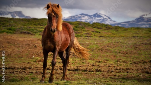 horse in the wild