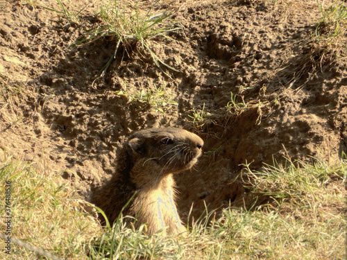 prairie dog in a hole