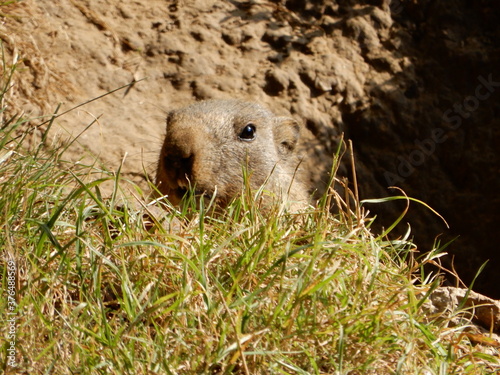 prairie dog in a hole