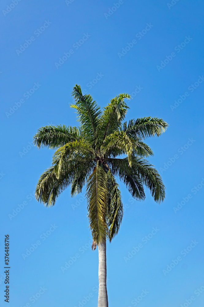 Palm tree and blue sky
