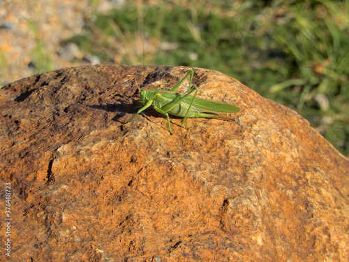 grasshopper on the stone