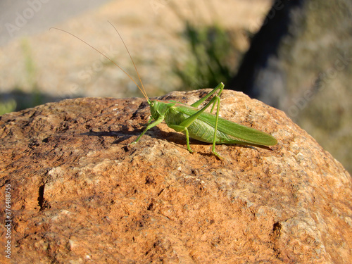 grasshopper on the stone